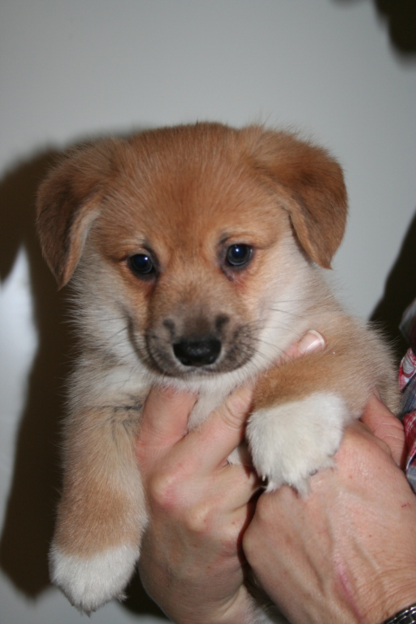 Puppies